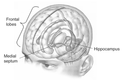 HippocampusFrontal.gif