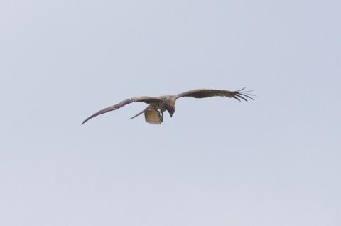 s-IMGP3202-3.jpg
