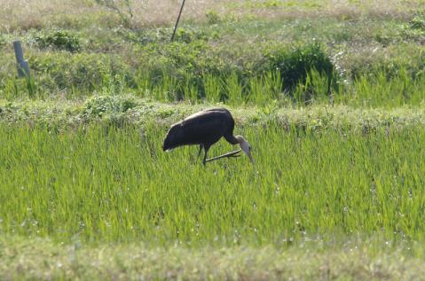 s-IMGP4231-3.jpg