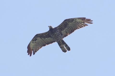s-IMGP9736-3.jpg