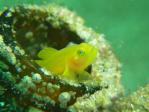 ミジンベニハゼは虚空をにらむ、のではなく捕食中(2011/8/21黄金崎公園ビーチ)