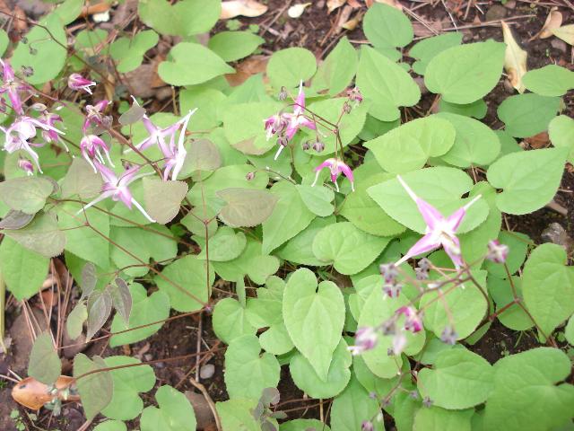 DSC04530.jpg