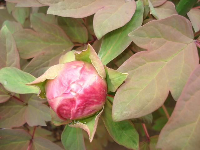 DSC04590.jpg