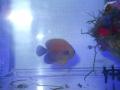 20111230ポッター