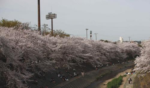 山崎川の桜