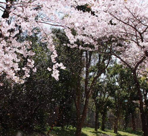 宇治川沿いの桜