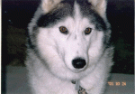 phototgallarytyobi-11.gif