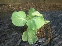 20111004152153.jpg