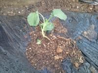 20111004152202.jpg