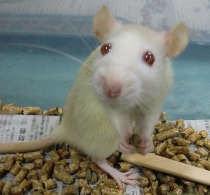 rattoちゃん