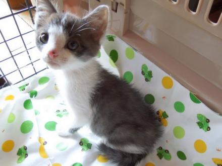 見返り子猫