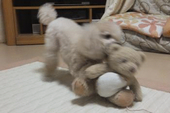1001.gif