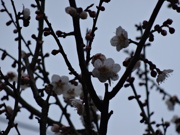 DSC01389.jpg