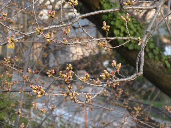 DSC01401.jpg