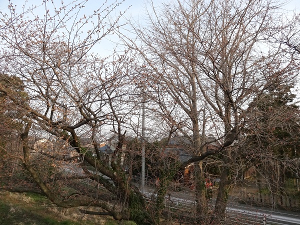 DSC01402.jpg