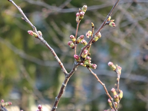 DSC01403.jpg