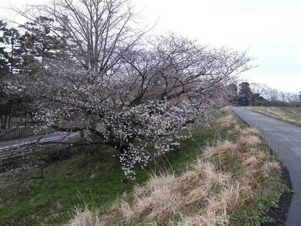 DSC01464.jpg