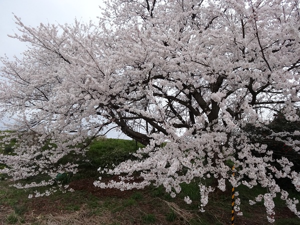 DSC01527.jpg
