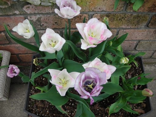 DSCN0911.jpg