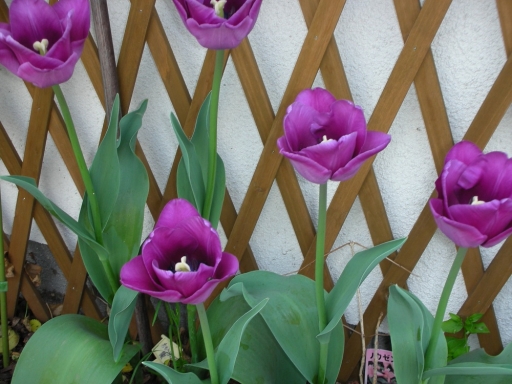 DSCN0942.jpg