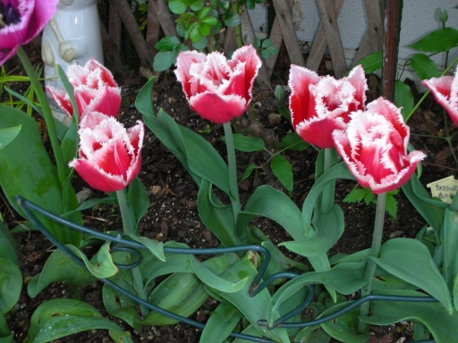 DSCN0943.jpg
