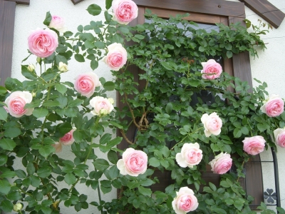 DSCN4713.jpg