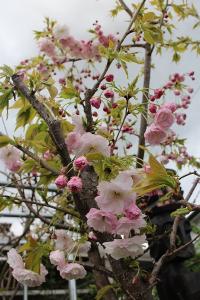 IMG_3450.jpg