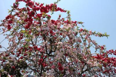 IMG_3794.jpg