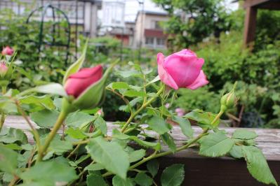 IMG_4784.jpg