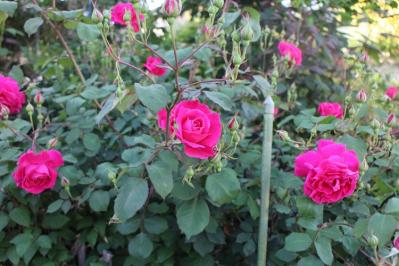 IMG_5116.jpg