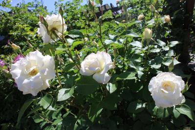 IMG_5139.jpg