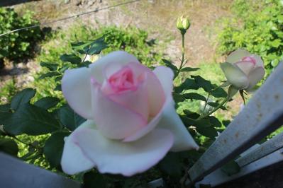 IMG_5299.jpg