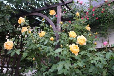 IMG_5529.jpg