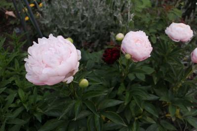 IMG_5547.jpg