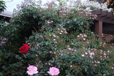 IMG_5568.jpg