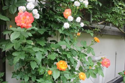 IMG_5598.jpg