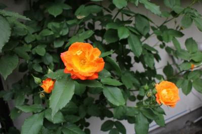 IMG_5599.jpg