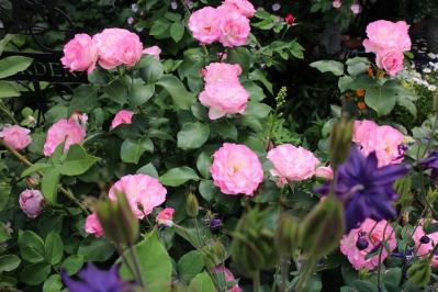 IMG_5695.jpg