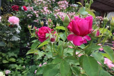 IMG_5698.jpg
