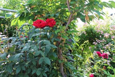 IMG_5776.jpg