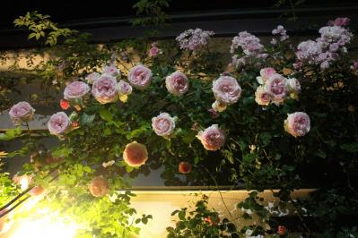 IMG_6046.jpg