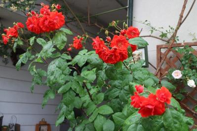 IMG_6081.jpg
