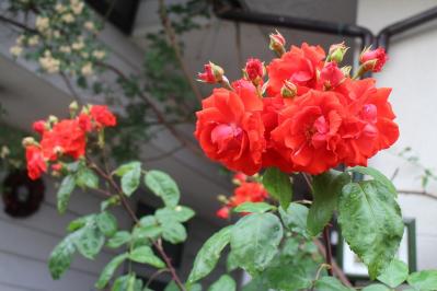 IMG_6084.jpg