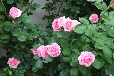 IMG_6147.jpg