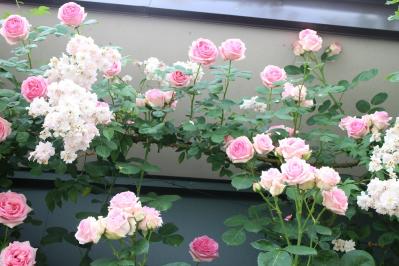 IMG_6161.jpg