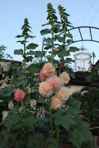 IMG_6570.jpg