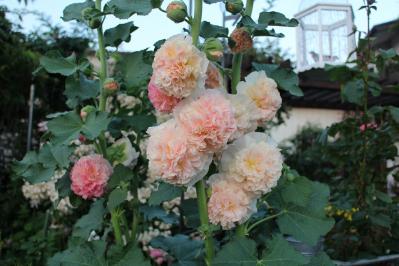 IMG_6571.jpg