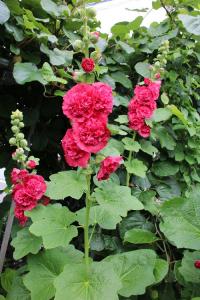 IMG_6676.jpg