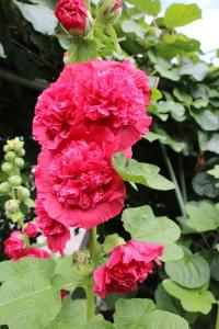 IMG_6677.jpg