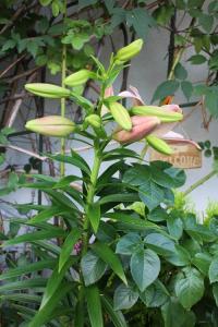 IMG_6742.jpg